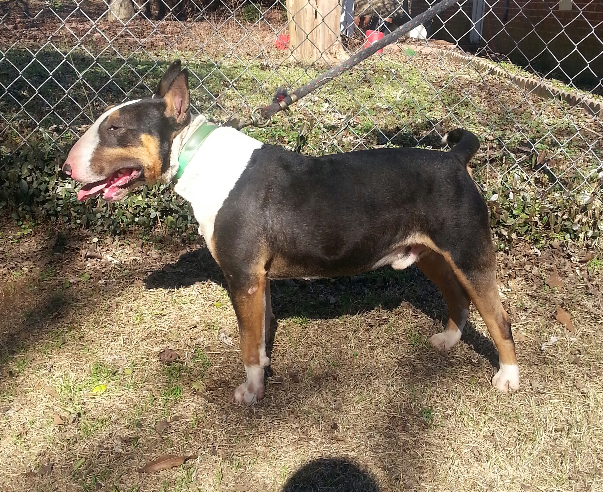 Male Bull Terrier Buddy Tricolor