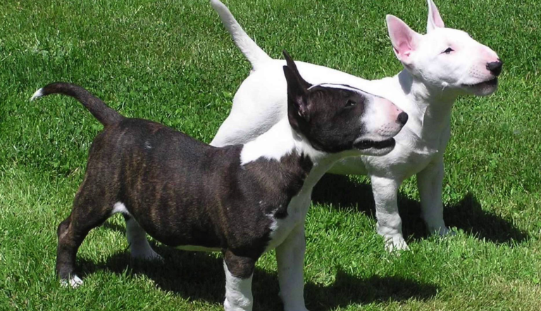 blog image bull terrier