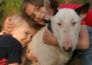 adopting a bull terrier