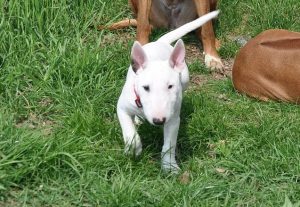 bull terrier breeder with little white puppy