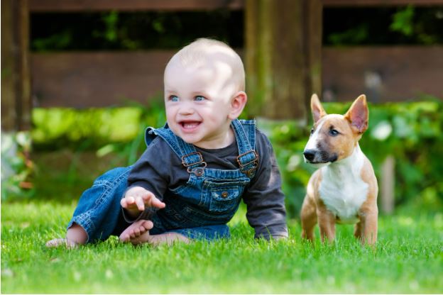 Boss Bull Terriers-10 Traits that Make Bull Terriers Lovable Family Pets