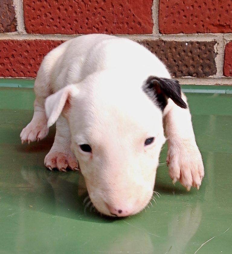 White Bull terriers