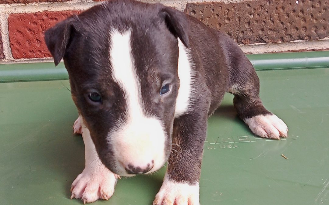 Top 5 Tips Before Adopting a Bull Terrier Puppy & Tricolor Bull Terriers