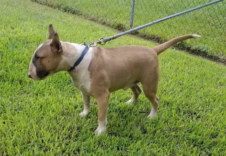 Bull terrier stud service