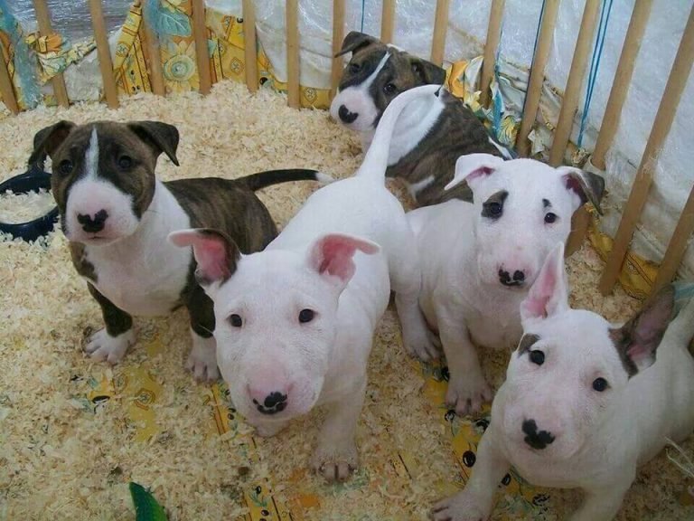 English Bull Terrier puppy