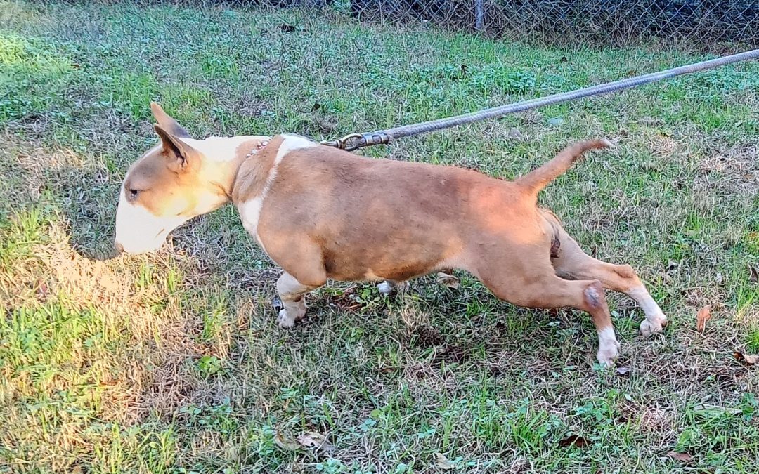 Bull Terrier Puppy Care Guide by Boss Bull Terriers