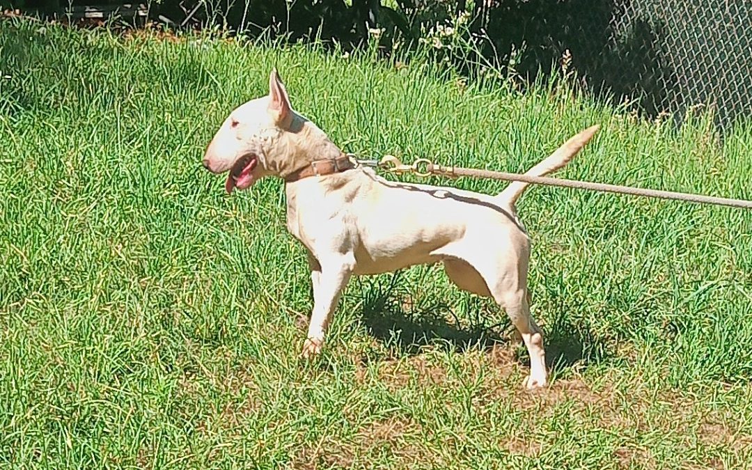 What Are the Top 5 Things to Check Before Choosing a Bull Terrier?