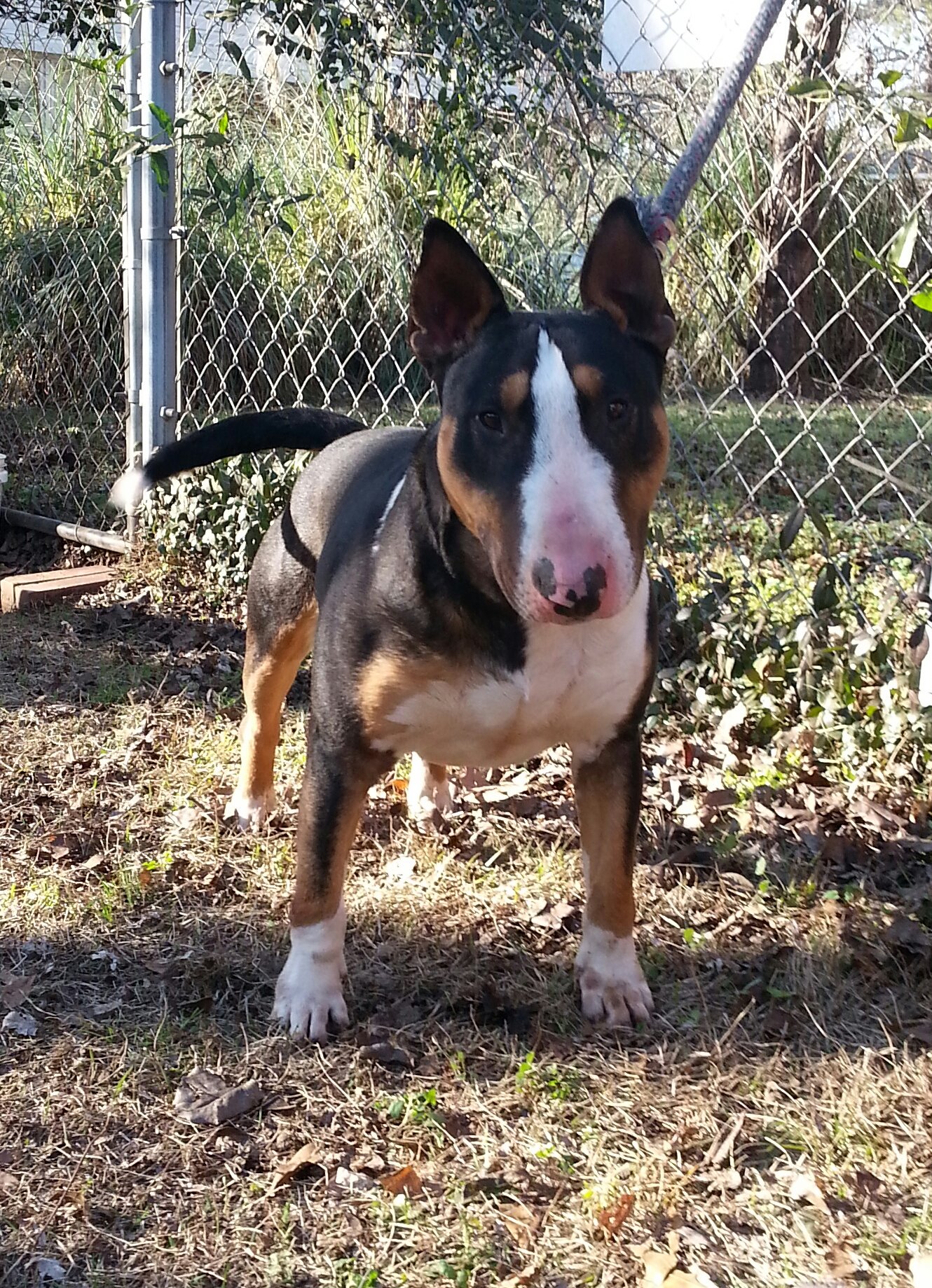 Buddy 1