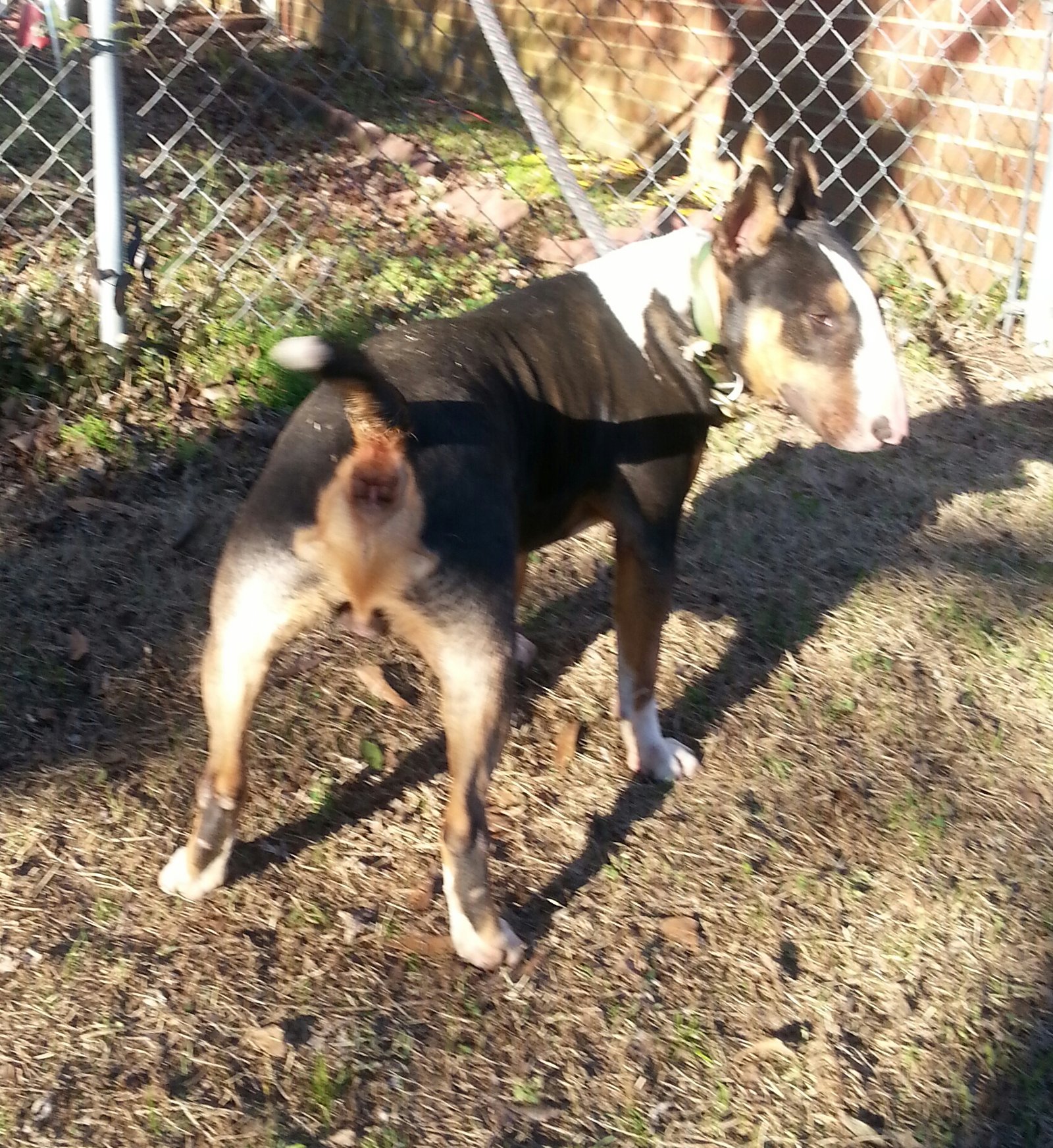 Buddy 2