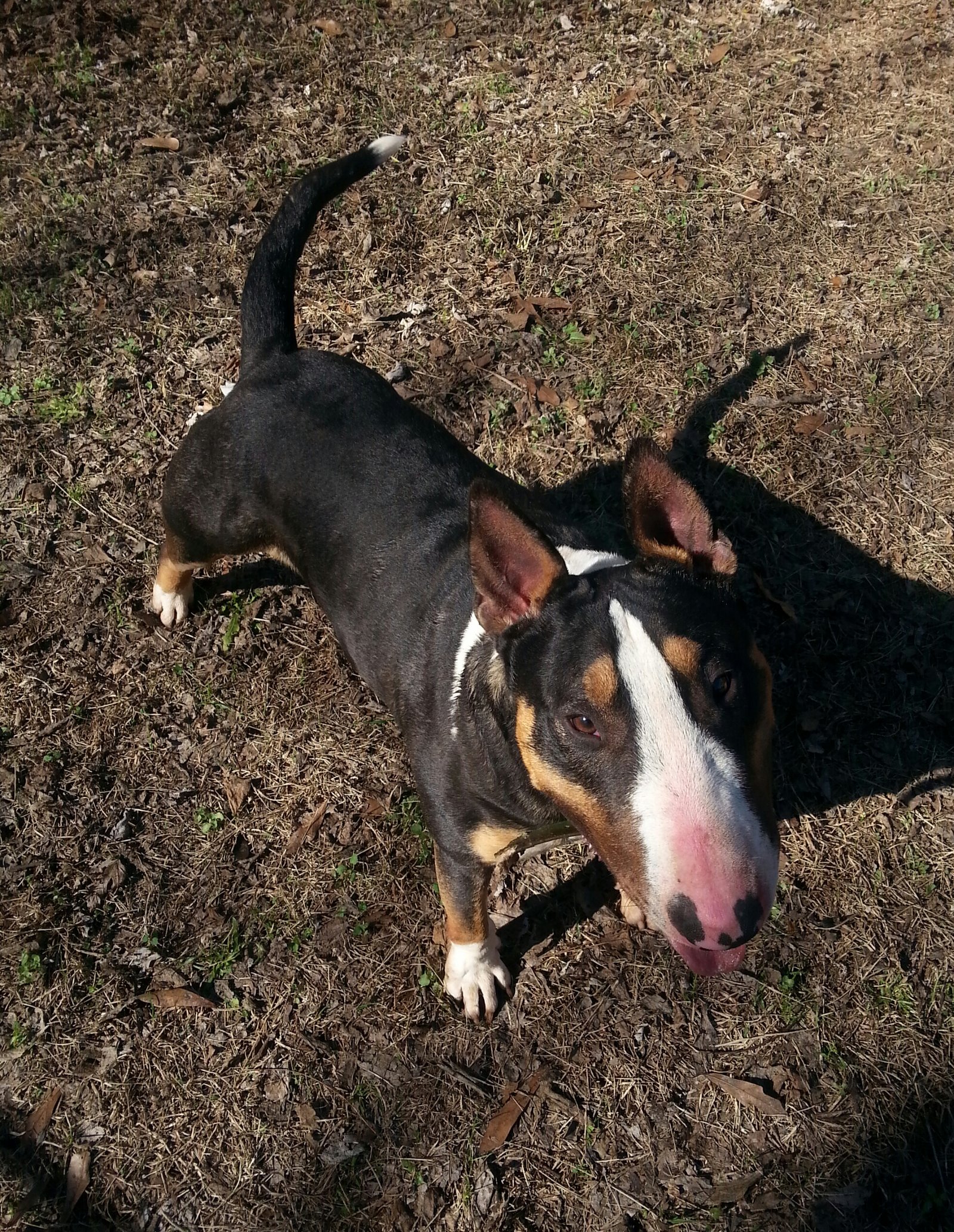 Buddy 3