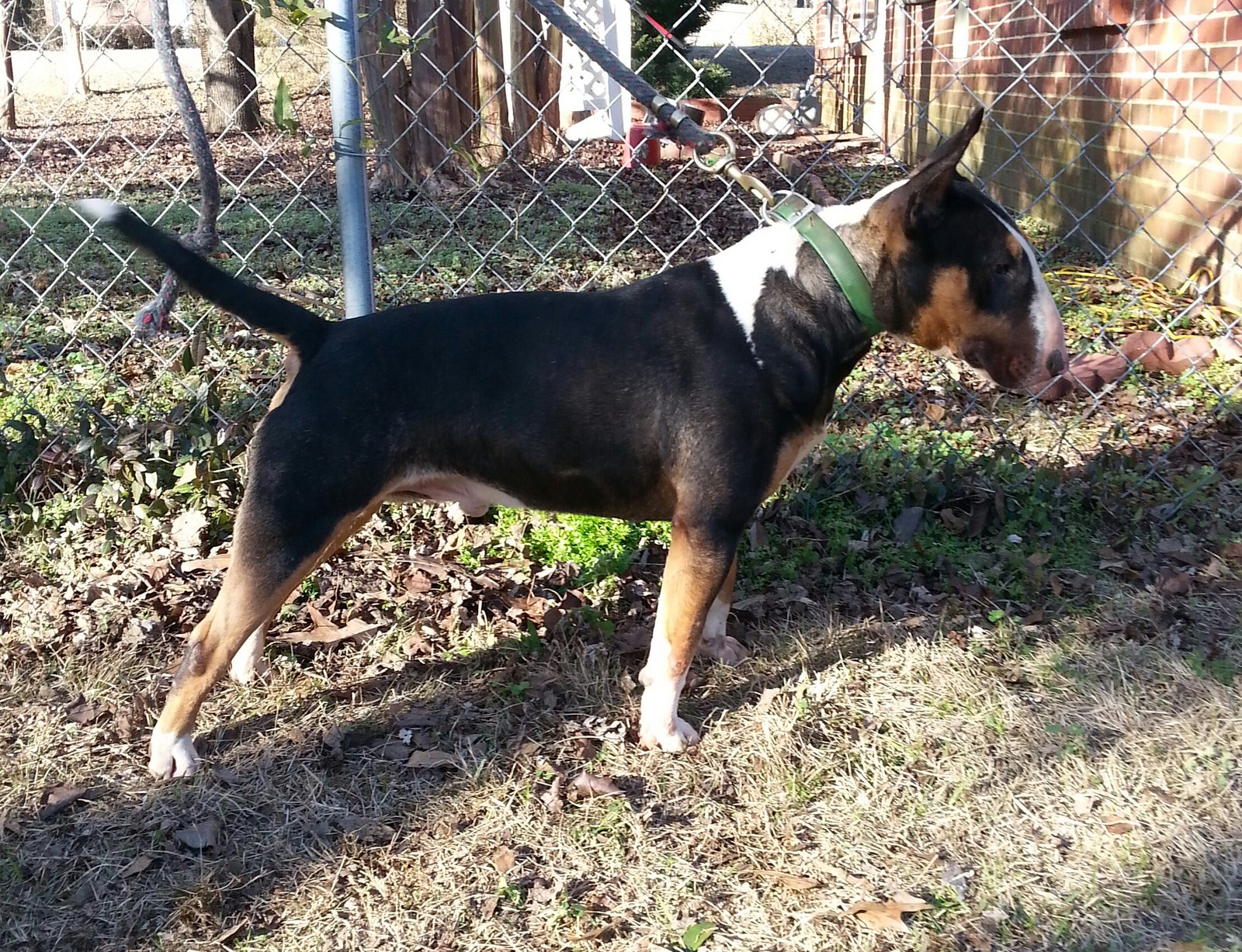 Buddy 4