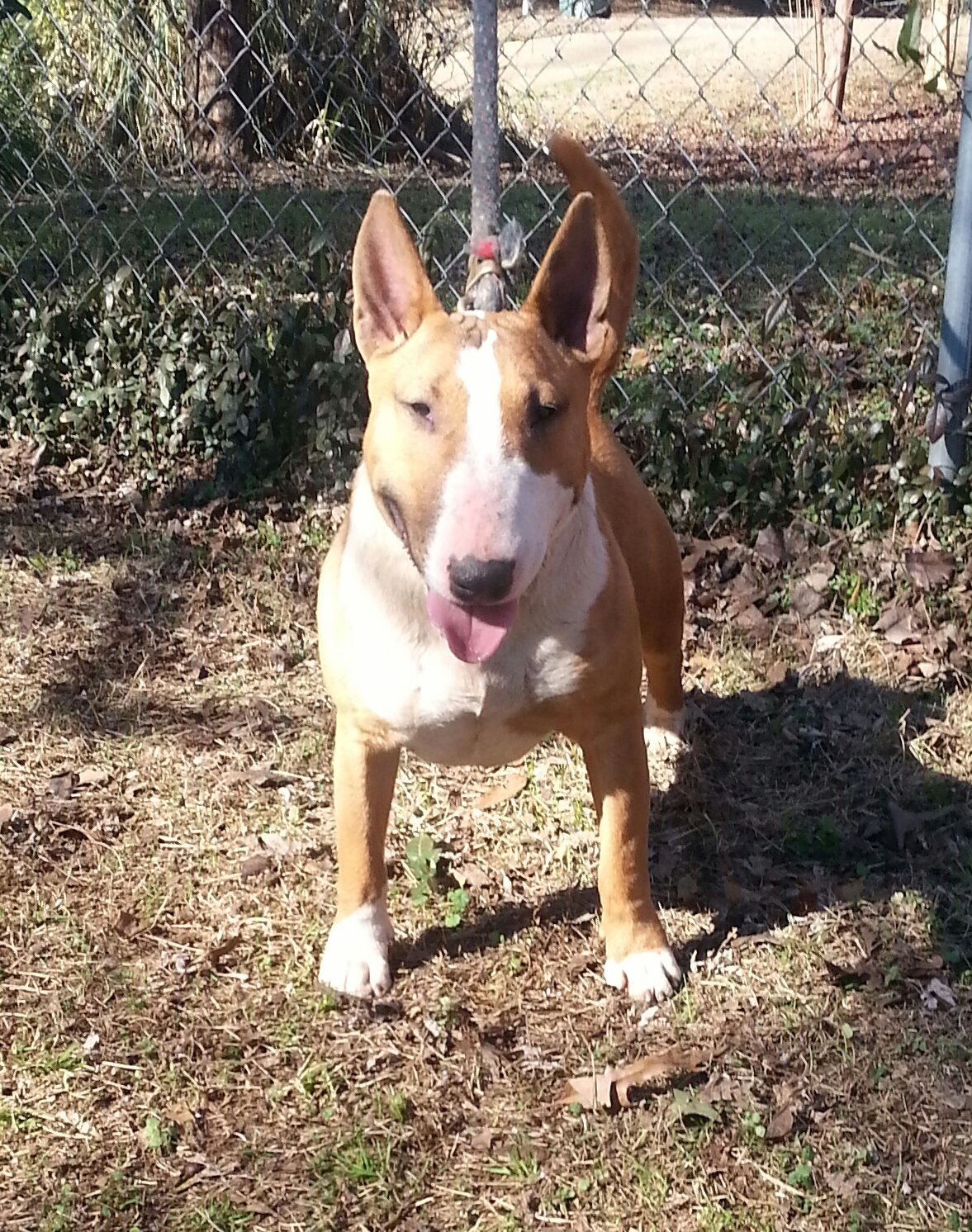 Shae 4